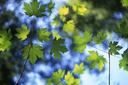 Sunlight through leaves in Big Basin Park.